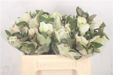 <h4>Helleborus Molly White</h4>