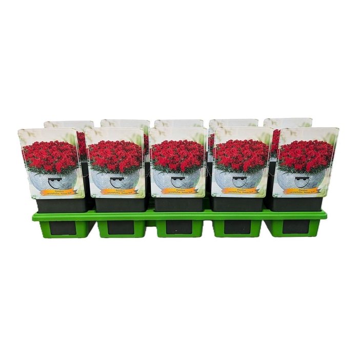<h4>Dianthus caryophyllus Peman Red</h4>