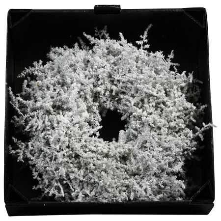 <h4>Krans Asparagus Wax Sneeuw</h4>