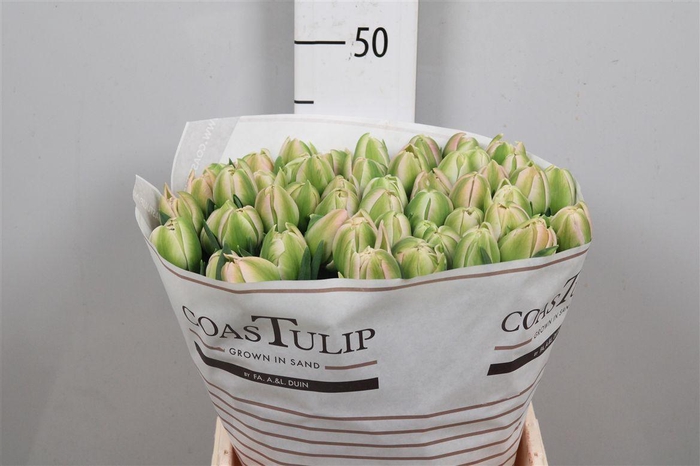 <h4>Tu Du Pink Mist</h4>