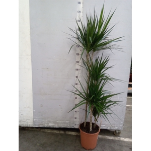 Dracaena marg.