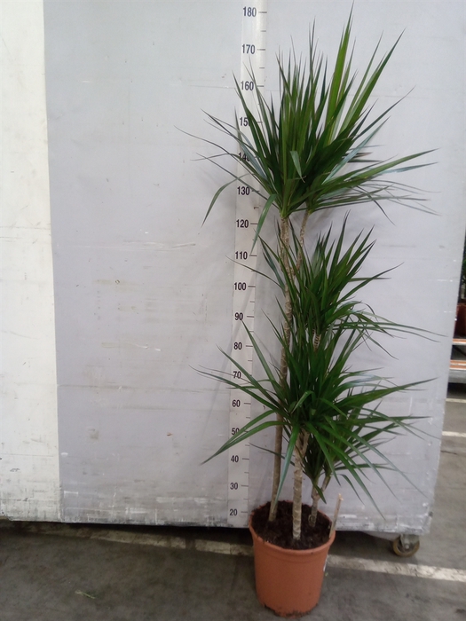 <h4>Dracaena marg.</h4>