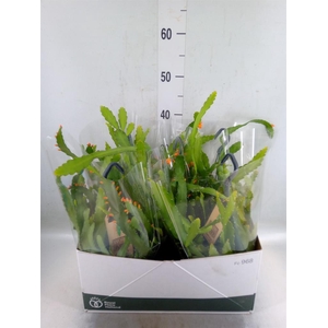 Rhipsalis   ...