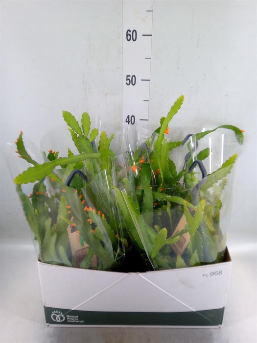 <h4>Rhipsalis   ...</h4>