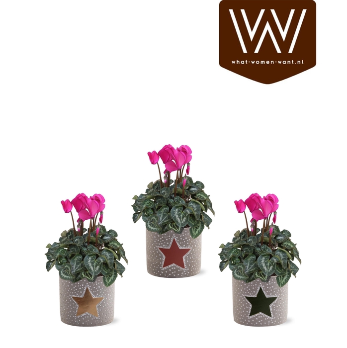 <h4>Collectie"Nature World"Paars Cyclaam in keramiek Jazz</h4>
