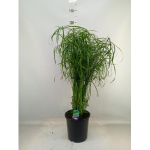 Cyperus alternifolius