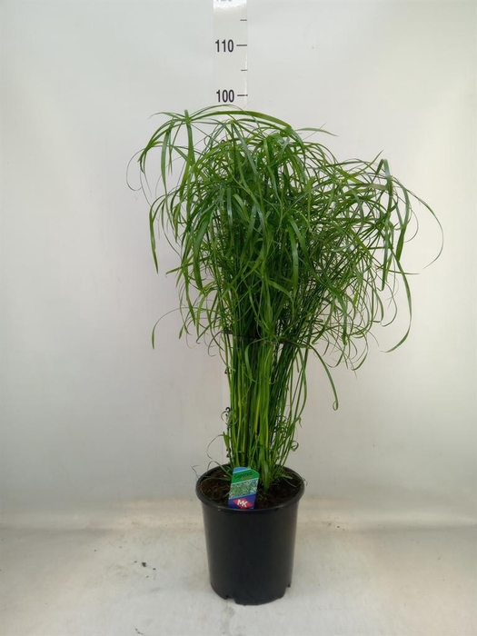<h4>Cyperus alternifolius</h4>