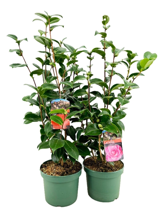 <h4>Camellia japonica</h4>
