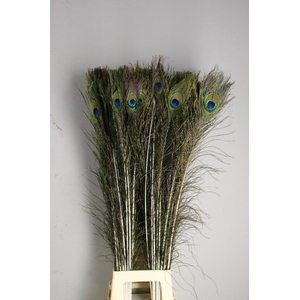 Feather Peacock 110cm