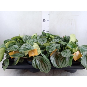 Peperomia argyreia