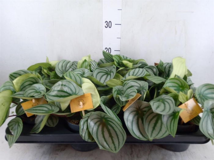 <h4>Peperomia argyreia</h4>