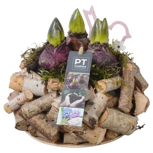 PTHC6011 Arrangementen Hyacinthus