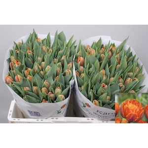 TU DU ORANGE PRINCES