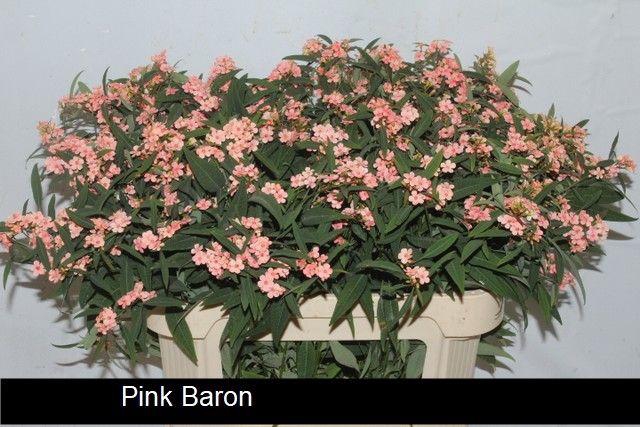 <h4>EUPH F T PINK BARON</h4>