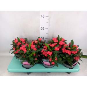 Euphorbia milii 'Maxi Olympia'