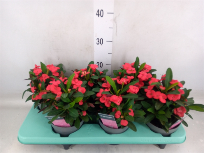 <h4>Euphorbia milii 'Maxi Olympia'</h4>