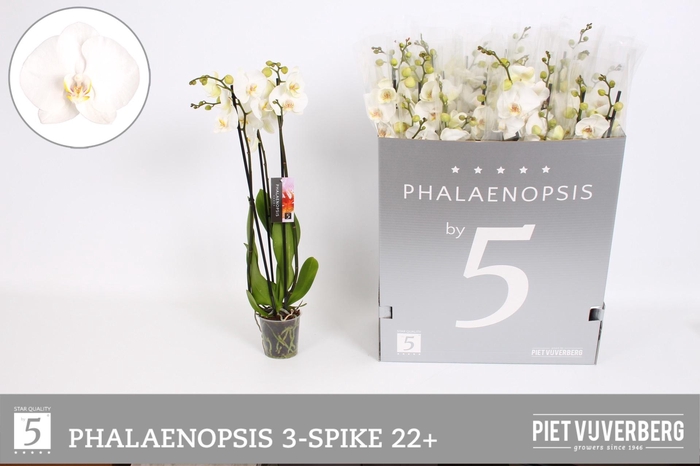 <h4>PHAL OV WIT</h4>