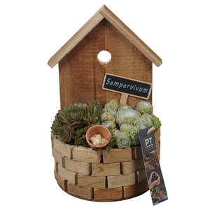 PTS7422 Arrangement Sempervivum in houten pot