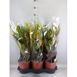 Codiaeum var. GR 'Excellent'