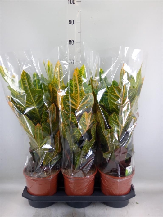 <h4>Codiaeum var. GR 'Excellent'</h4>