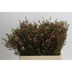 Chamelaucium My Sweet 16