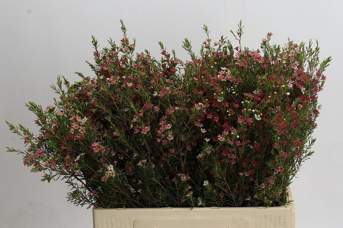 <h4>Chamelaucium My Sweet 16</h4>