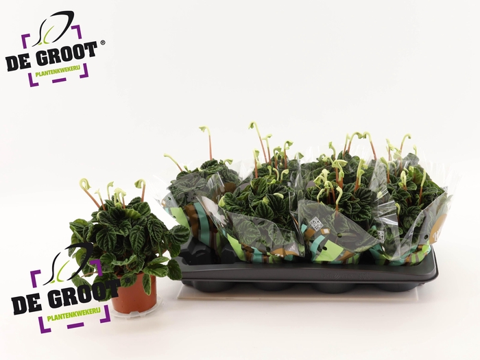 <h4>PEP CA LILIAN</h4>