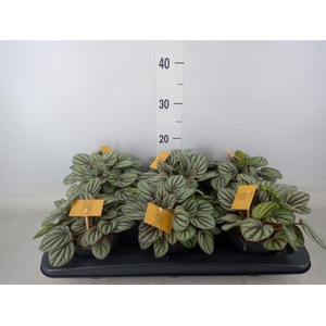 Peperomia