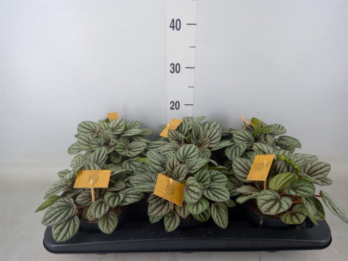 <h4>Peperomia</h4>