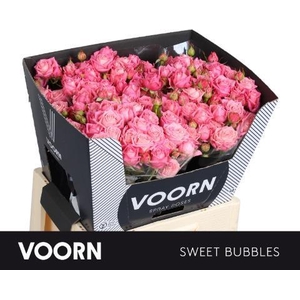 Rosa TR 'Sweet Bubbles' VOORN