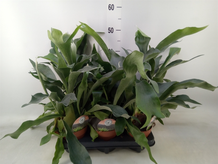 <h4>Platycerium bifurc.</h4>