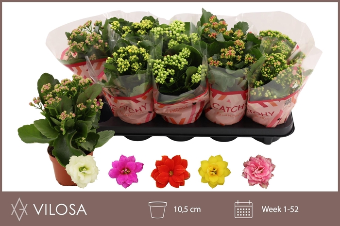 <h4>KAL GE GEM 5 KL</h4>