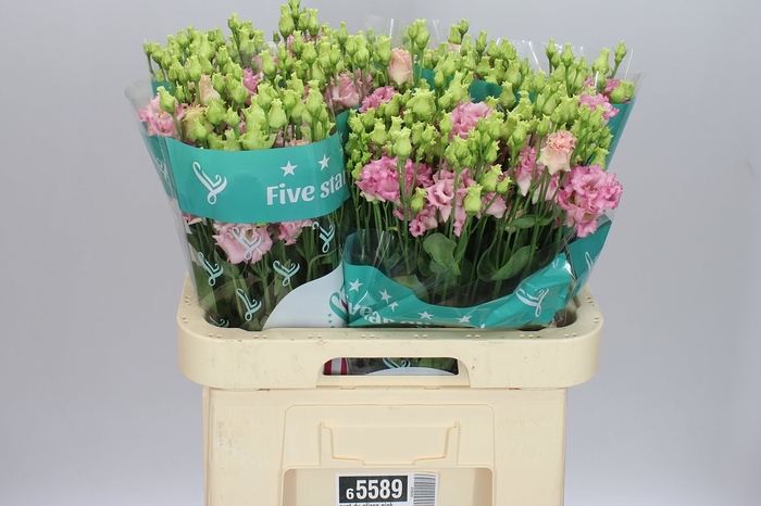 <h4>Eust Du Alissa Pink</h4>