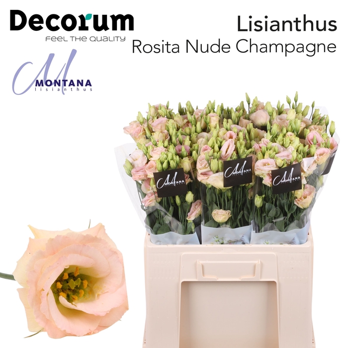 <h4>Lisianthus Rosita Champagne</h4>