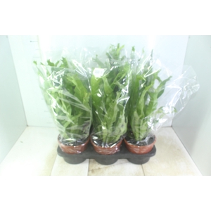 ASPLENIUM CRISSIE P20