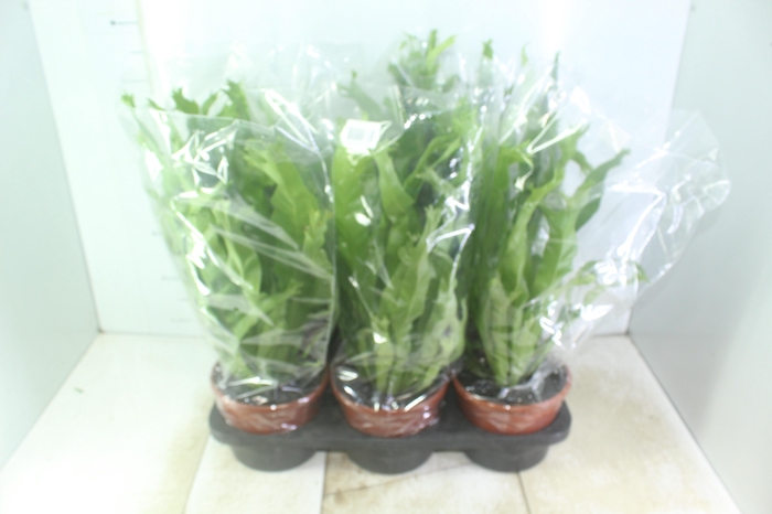 <h4>ASPLENIUM CRISSIE P20</h4>