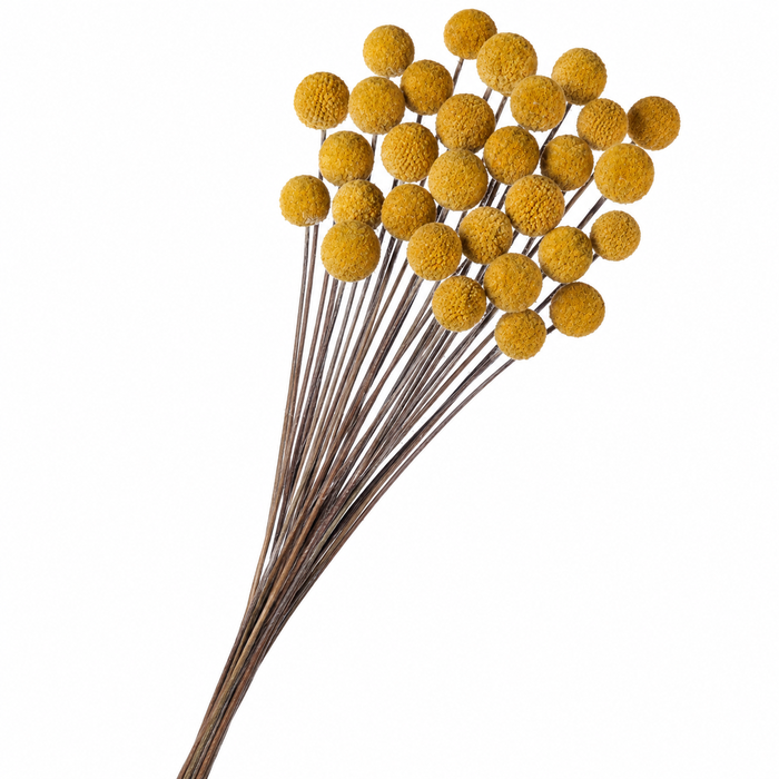 <h4>Dried Craspedia</h4>