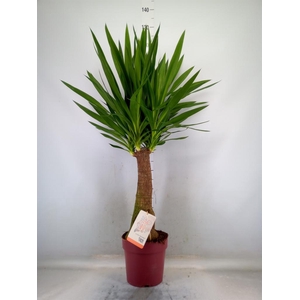 Yucca elephantipes   ...