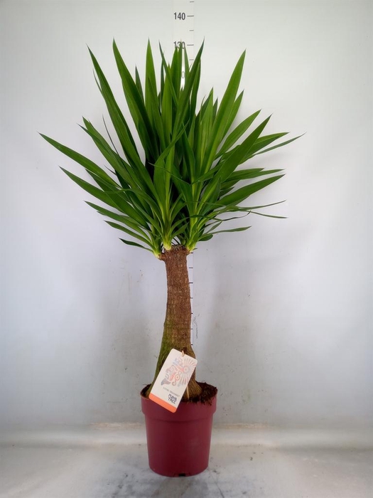 <h4>Yucca elephantipes   ...</h4>