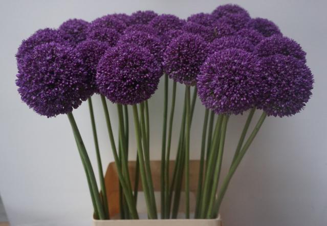 ALLIUM AMBASSADOR