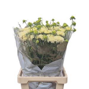 SCAB AT BANANA SCOOP