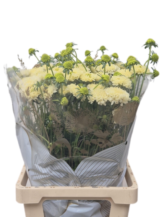 <h4>SCAB AT BANANA SCOOP</h4>