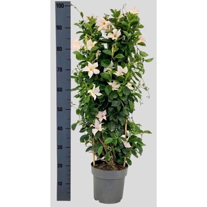MANDE SUN WHITE