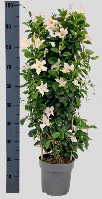 <h4>MANDE SUN WHITE</h4>