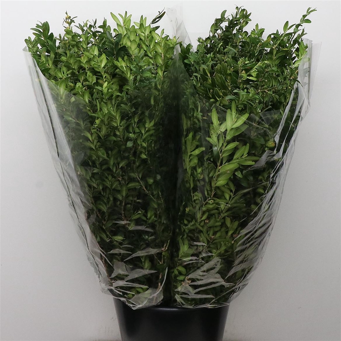 <h4>Buxus 250 Grams</h4>