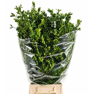 Buxus Per Bunch