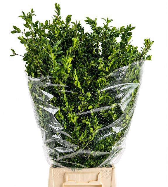 <h4>Buxus Per Bunch</h4>