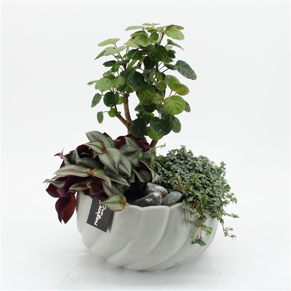 <h4>GRCR-2533 Green Essentials</h4>