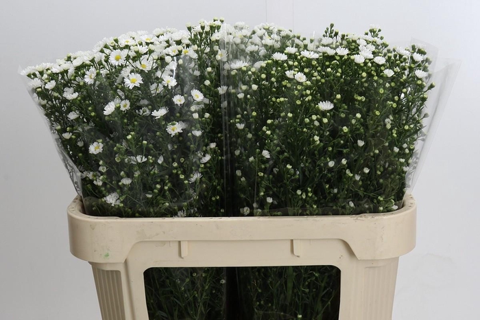 <h4>Aster Paquita</h4>