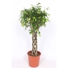 Ficus Exotica